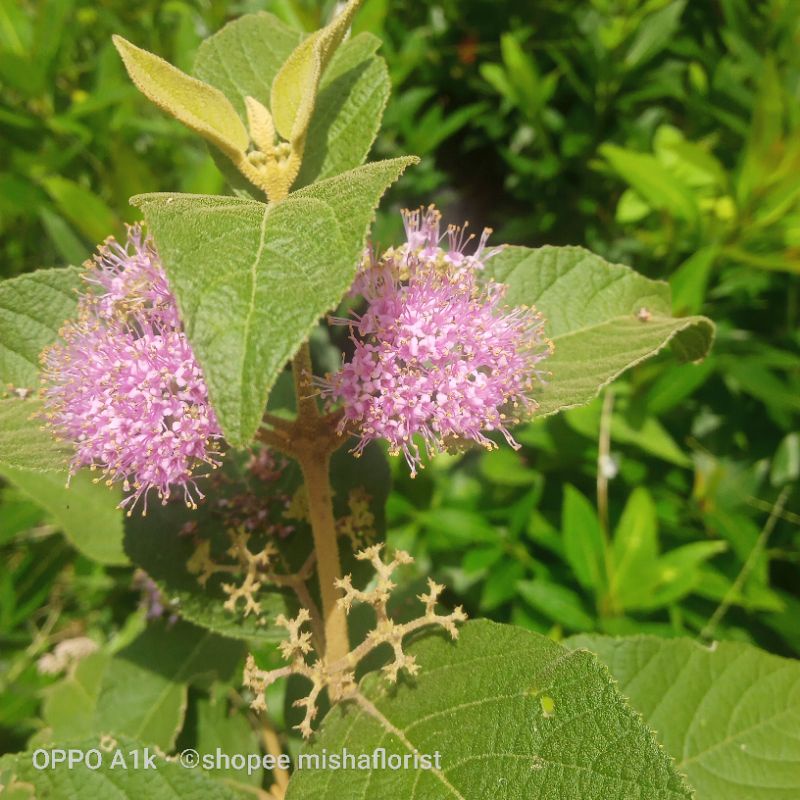 vegetasi lebah tanaman hias beauty berry pakan klanceng