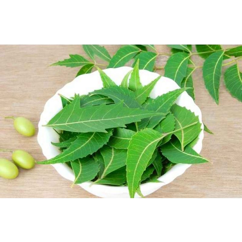 

daum nimba mimba (neem) 50 gr gram fresh segar. dipetik langsung sebelum dikirim
