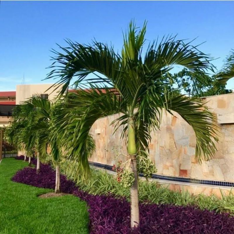 Bibit palem putri, palem hias, palem taman