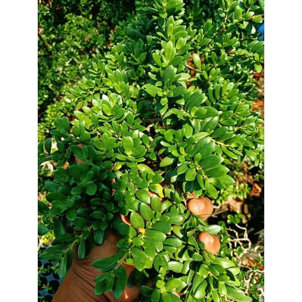 bibit santigi mawar mikro dan super dari biji bonus potongan beringin dolar