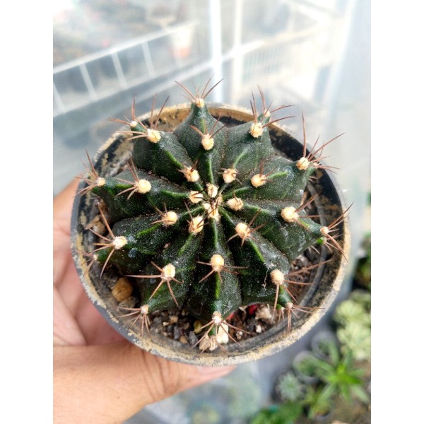 Gymnocalycium mihanovichi | gymnocalycium miha | kaktus ownroot