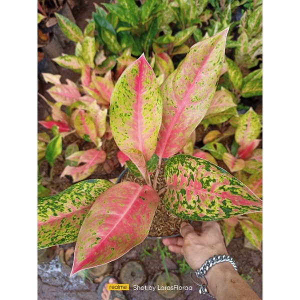 Tanaman aglonema bigroy bunga hias aglonema bigroy murah tanaman hias aglonema bigroy dewasa pohon a