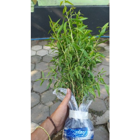 bibit kayu putih