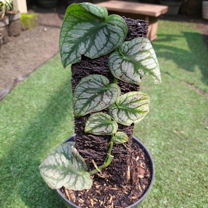 monstera dubia tanaman