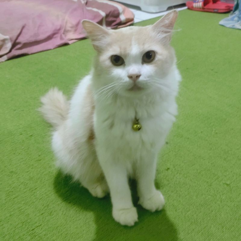 Kucing Persia Medium