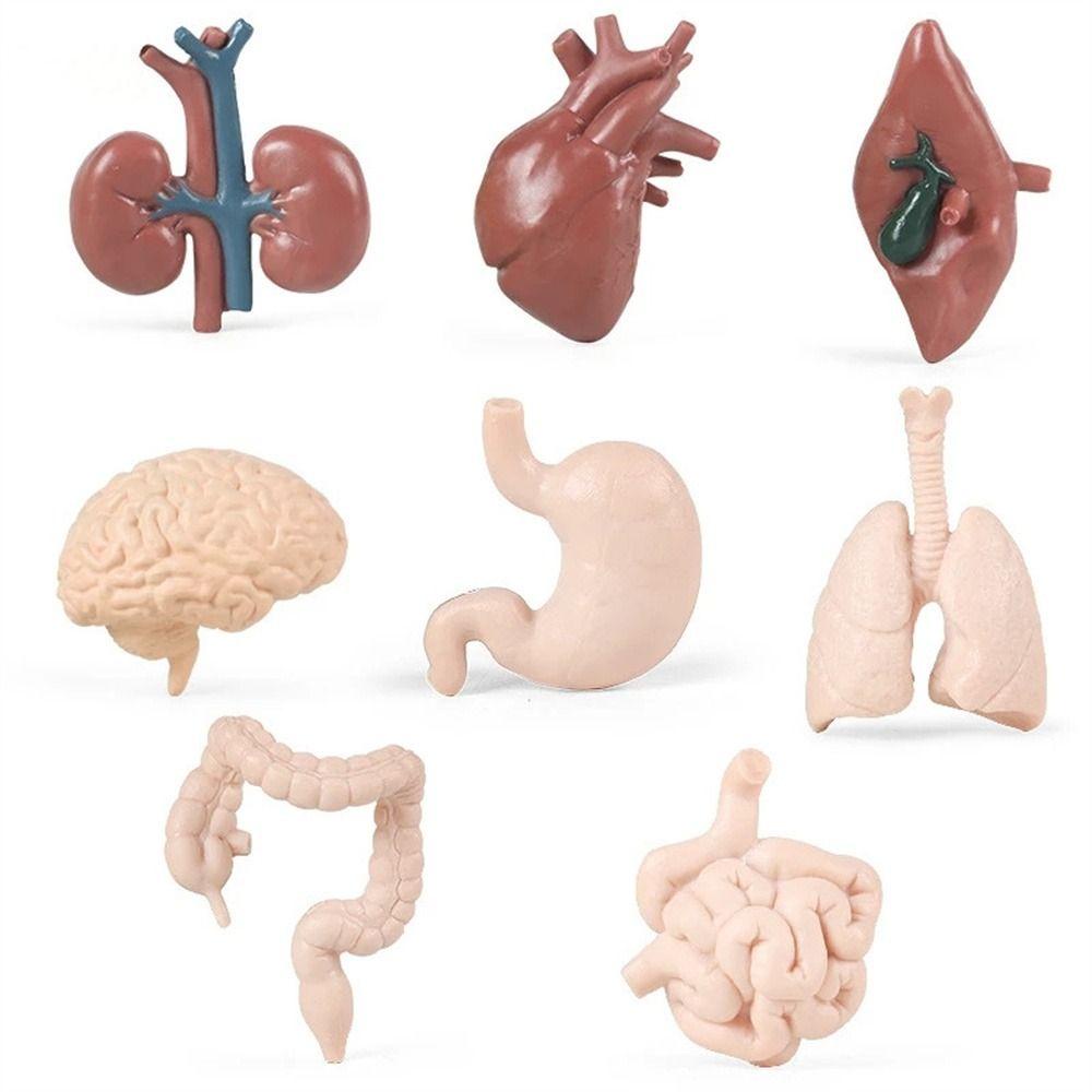 Lanfy Mainan Action Figure Organ Tubuh Manusia 3D Bahan PVC Untuk Anak