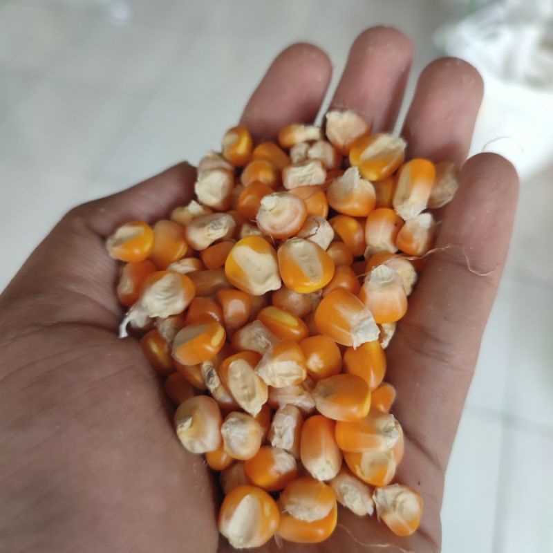 

| Jagung Kering Pipil Besar kemasan 250 gr Pakan Ayam Unggas 250 gram