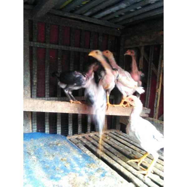 Vitamin Ayam Promo Bonus Materi Anakan Plucker