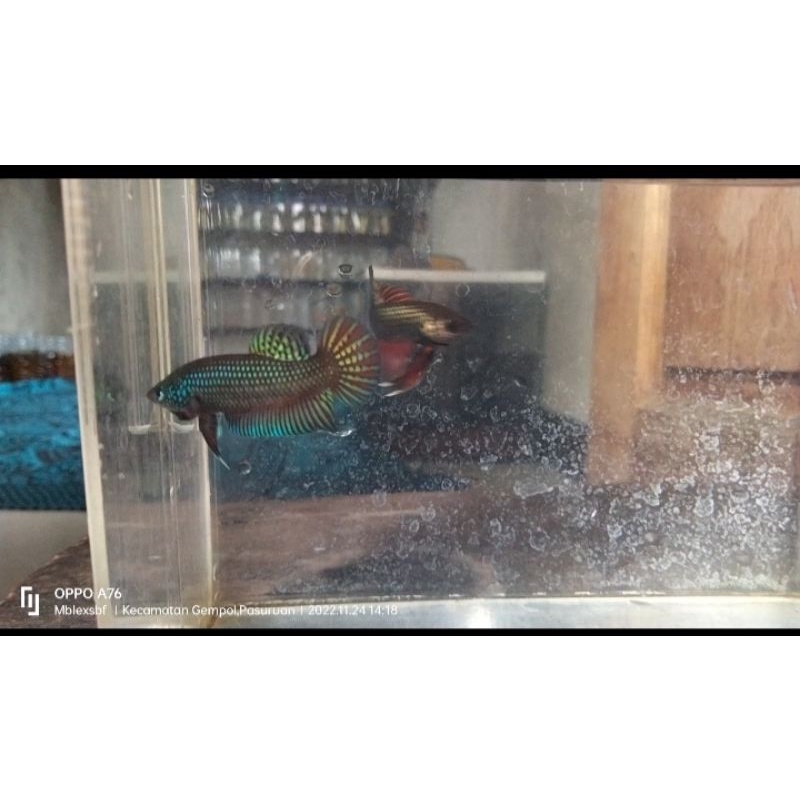 Jual Wild Betta Smaragdina Guitar Green (PAIR) | Shopee Indonesia