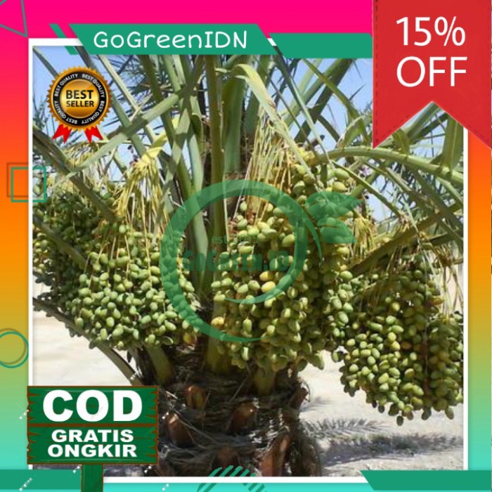 Bibit Tanaman Kurma Tropis Kurma Tropis Hibrida valid
