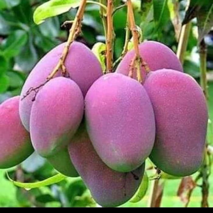 bibit tanaman buah mangga irwin ungu tabulampot FF11