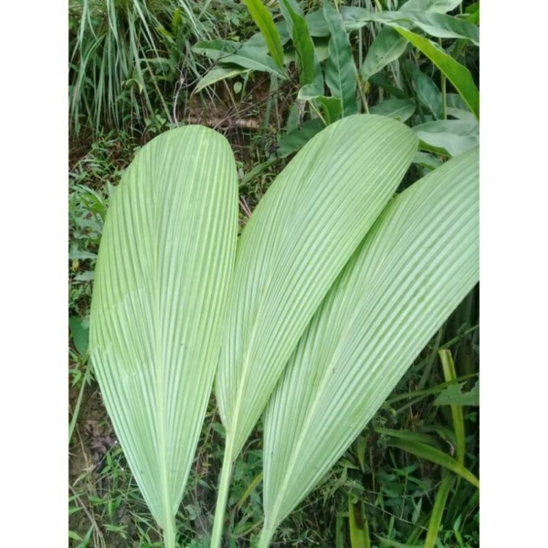 

daun congkok pembungkus nasi lemang/makanan