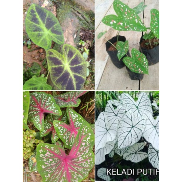 tanaman hias keladi 4 jenis
