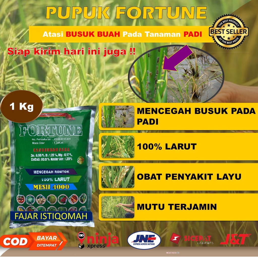 PUPUK FORTUNE OBAT LAYU PADI TERLARIS (1 kg) - Pupuk Padi TERBAIK - Pupuk Padi Sawah Terbaik - Pupuk Padi PALING BAGUS – Pupuk Padi PALING AMPUH – Obat Padi Sawah Paling Bagus – Obat Padi Biar Buah Berbobot – Obat Padi Daun Kuning