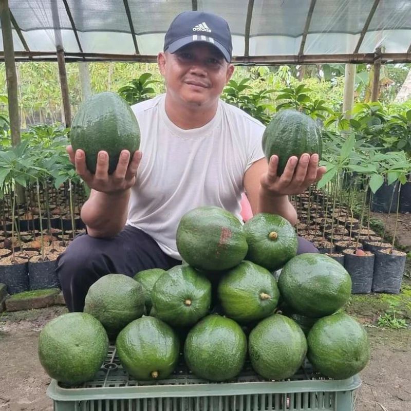 bibit alpukat hawai batang besar siap berbuah