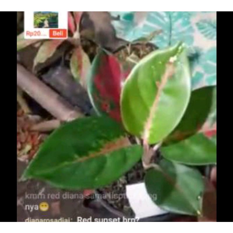 aglonema kocin brownies