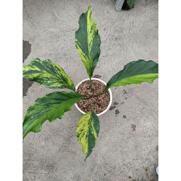 anthurium plowmanii variegata l gelombang cinta variegata real pict