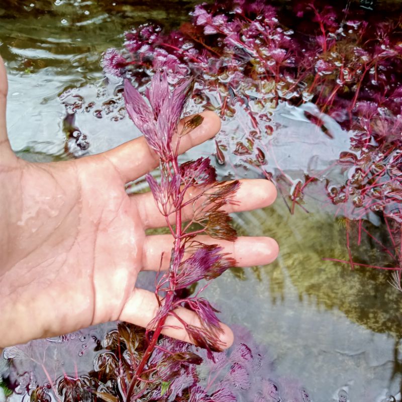 Cabomba Super Red Tanaman Aquascape Per Batang