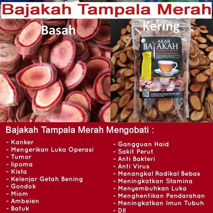 

manuel.17 [TERLARIS]1KG AKAR KAYU BAJAKAH TAMPALA MERAH siap seduh obat tumor
