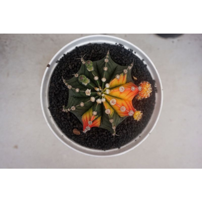 Kaktus LB hybrid Variegata Big Size