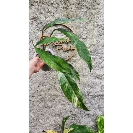 Rhaphidophora megasperma varigata rimbun