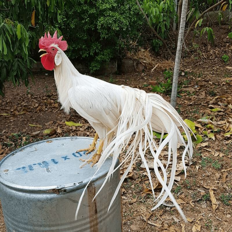 telur tetas onagadori/ayam ekor panjang