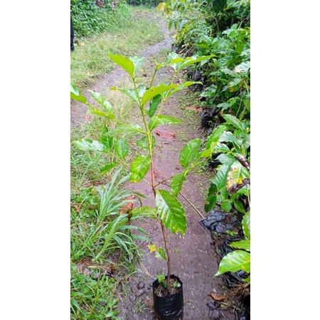 bibit pohon kopi Arabika | tanaman kopi arabica