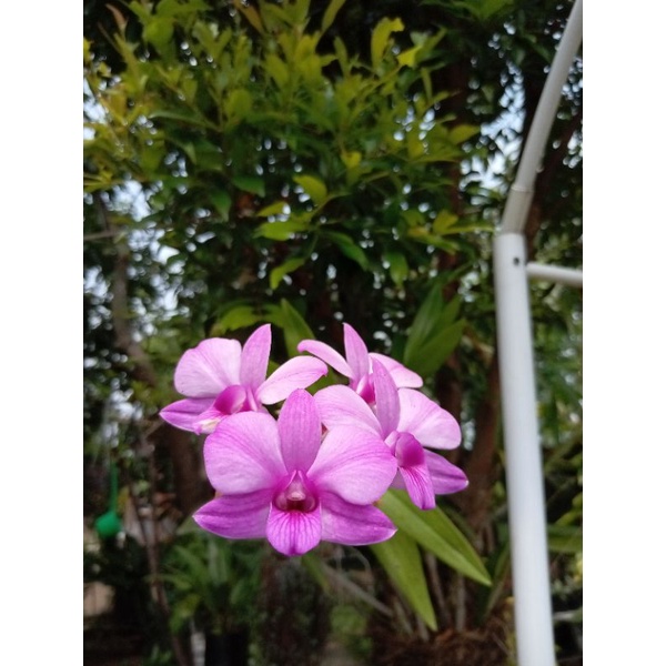 BUNGA ANGGREK DENDROBIUM LARAT