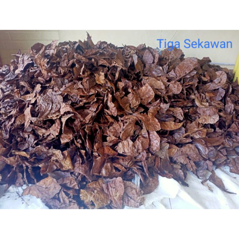 

daun Ketapang kering sudah di permentasi dan proses pengeringan 1 kg