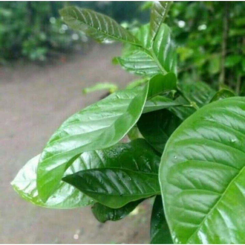 

daun kopi segar