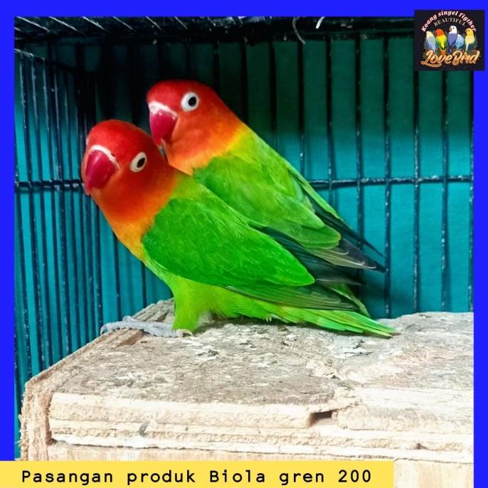 Jual burung love bird pasangan produksi biola green series Shopee