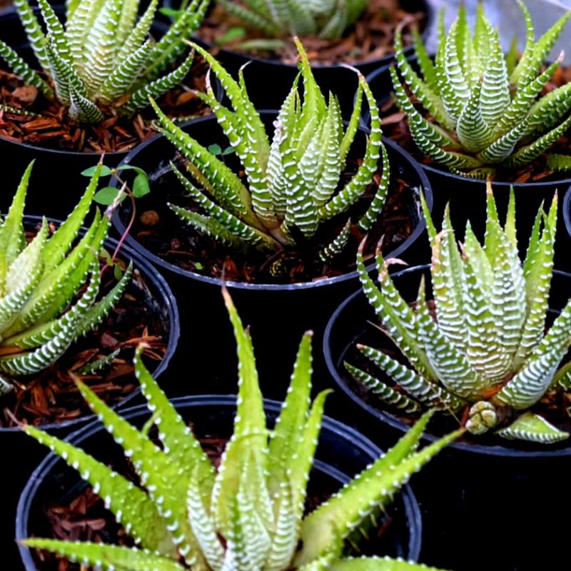 Sukulen Haworthia Fasciata Alba