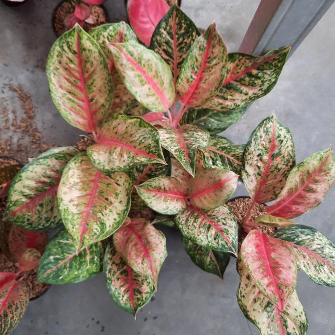 aglonema sweet dream