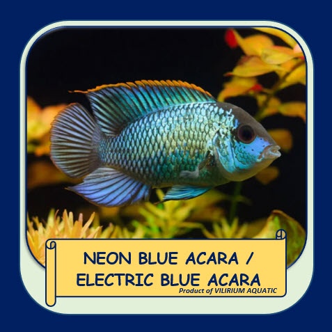 IKAN HIAS AIR TAWAR - NEON BLUE ACARA CICHLID / ELECTRIC BLUE ACARA CICHLID (±8cm)