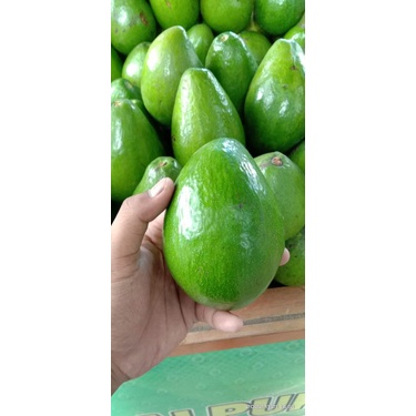 

ALPUKAT MENTEGA REGULAR ( PERKG ISI 3-5