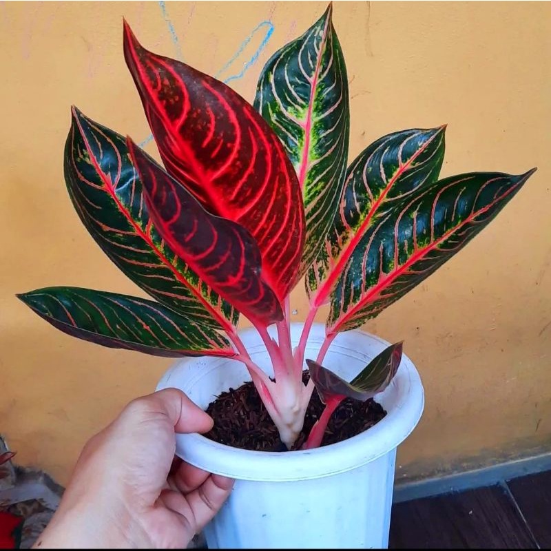 Aglonema pride of sumatra (Tanaman hias aglaonema pride of sumatra) - tanaman hias hidup - bunga hid