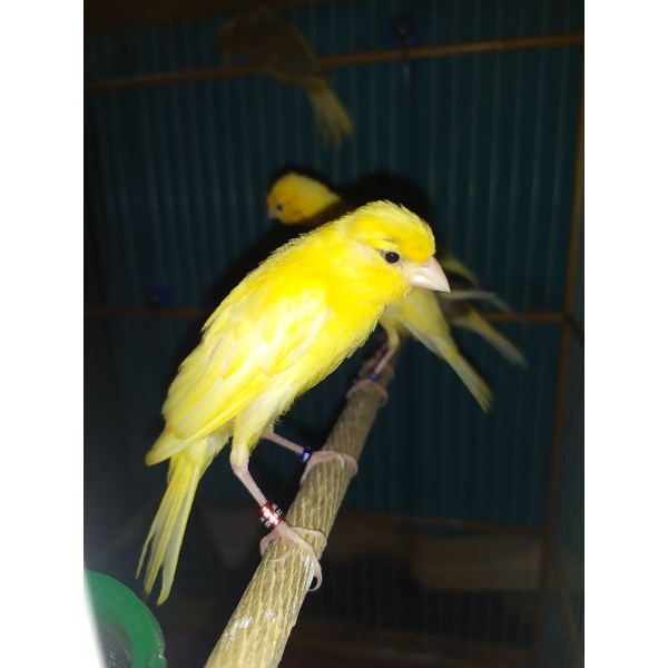 paud kenari F1sf