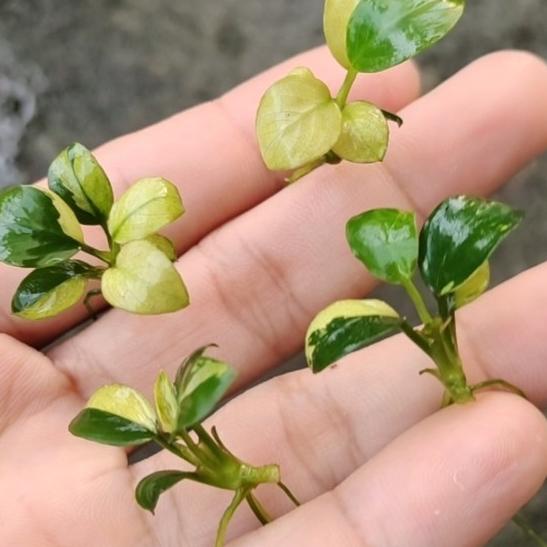 Anubias Panda Simetris dan Full White