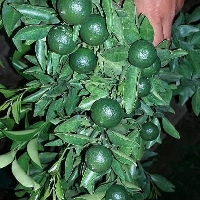 joss Bibit Jeruk Santang Madu Berbuah viral