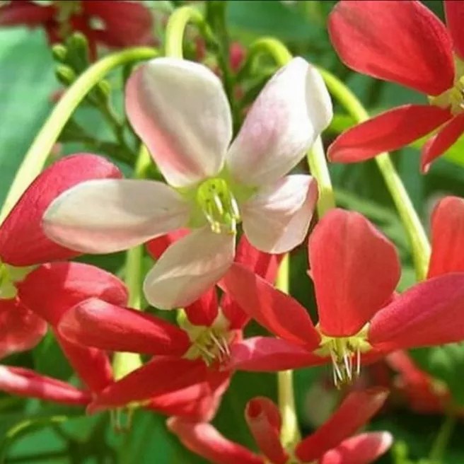 Tanaman hias melati belanda/tanaman melati belanda/pohon bunga melati belanda