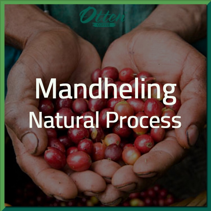 

Green Bean Kopi Arabica Mandheling Natural Process - 1 Kg - Biji Kopi Mentah Siap Roasting - Otten Coffee