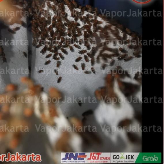 Drosophila Melanogaster Lalat Buah - Dart Frog ()