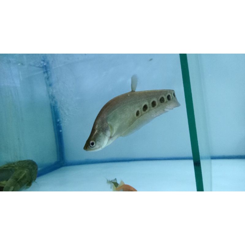Ikan Belida Brown , tankmate