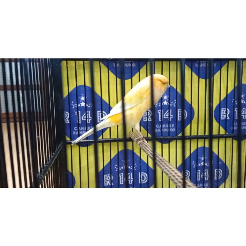 KENARI YORKSHIRE JANTAN (07)