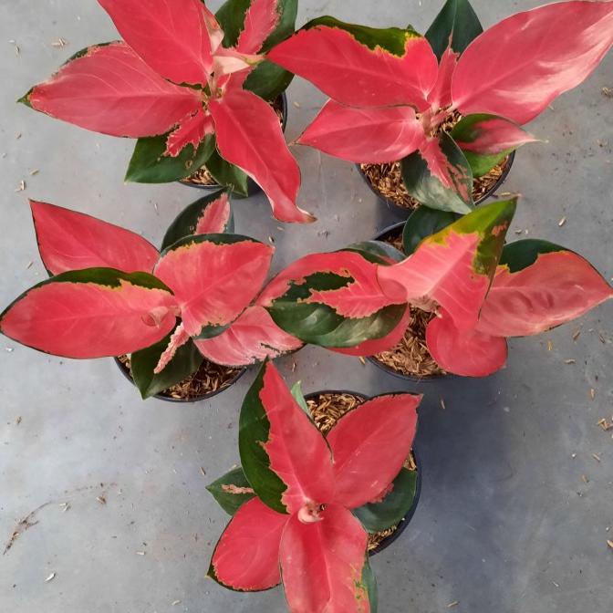 aglonema suksom lilin