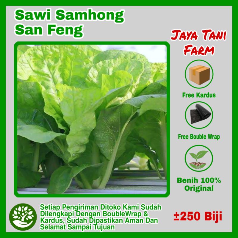 250 Biji Benih Sawi Samhong San Feng known You Seed / Benih Sayuran / Bibit Sayuran / Biji Sayuran /