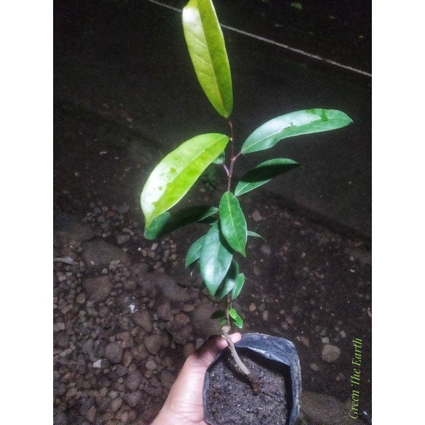 Beringin kuryo cangkok  ficus Miqueliana c. c berg