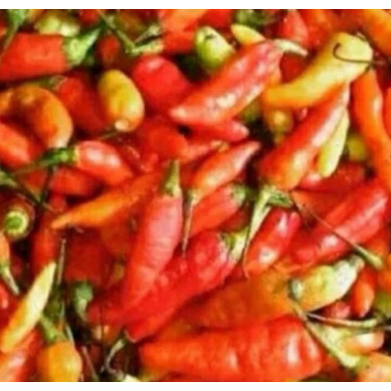 

Cabe Rawit Merah 500gr.