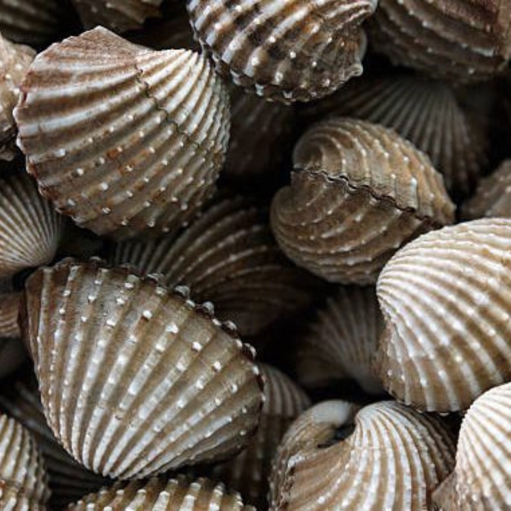 

Kerang Dara 1kg Kerang Darah Seafood Segar Hasil Laut Segar