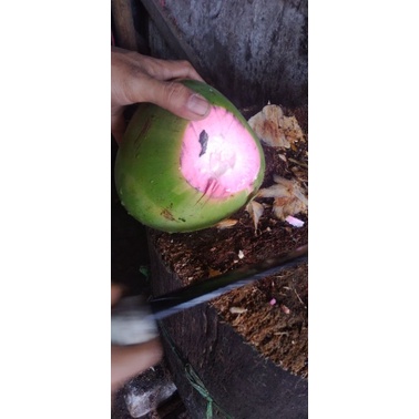 

Kelapa ijo asli .